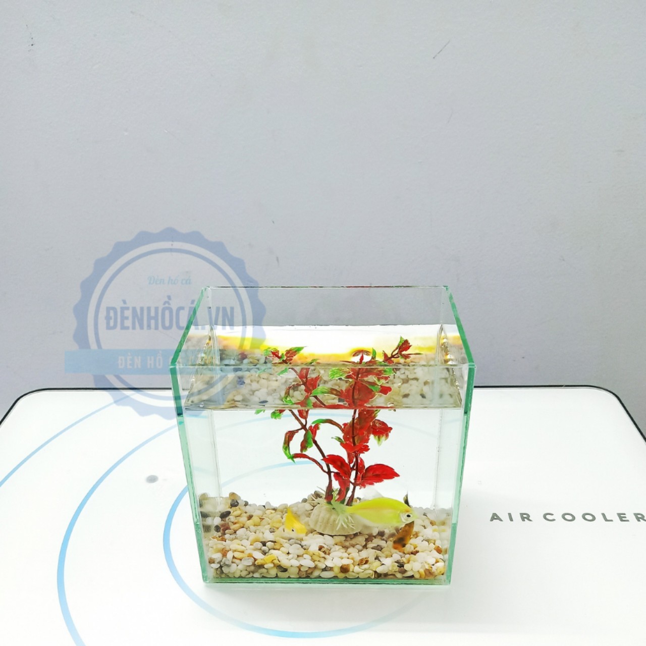 Bể cá mini BETTA nhỏ xinh để bàn
