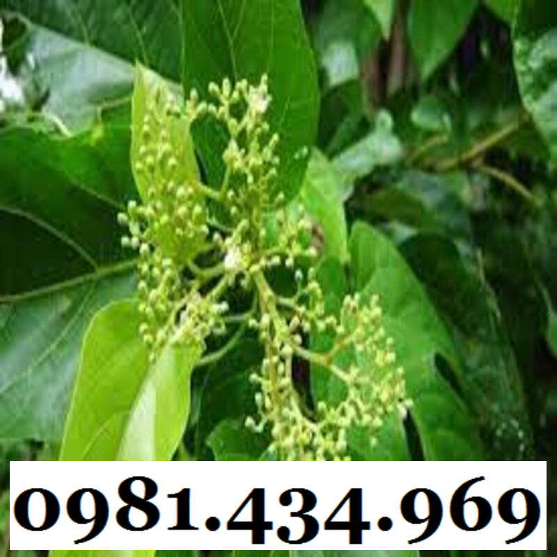 Cây Bầu Đất Khô 01KG Hàng Rừng Thơm