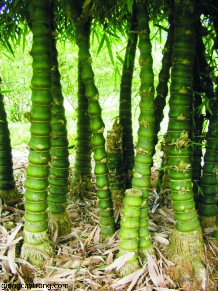 Cây Trúc đùi ếch