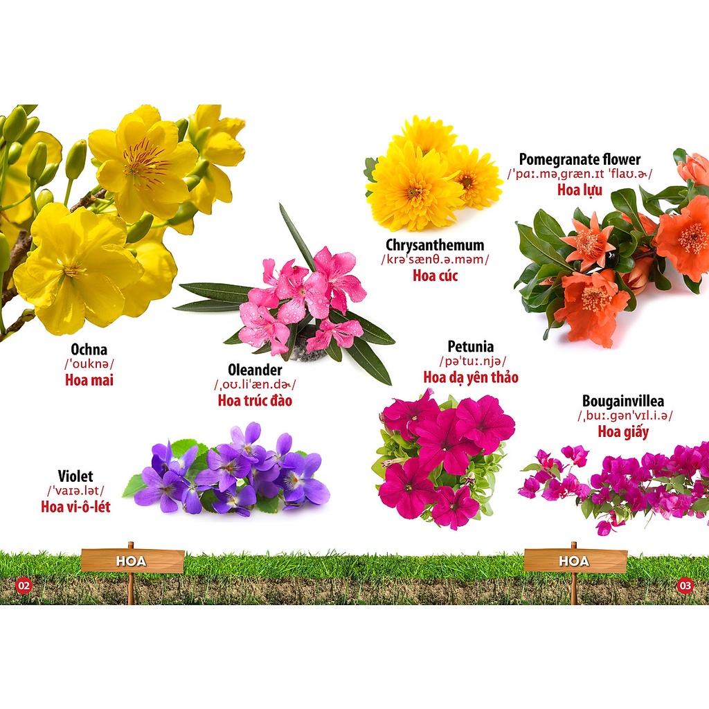Từ Điển Bằng Hình Hoa - Quả - Rau Củ (Song Ngữ Anh - Việt) ( VT )