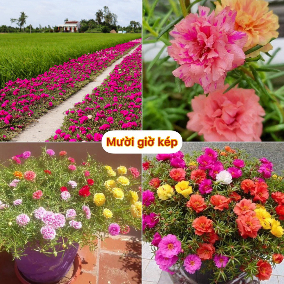 Hạt giống hoa mười giờ kép bông to