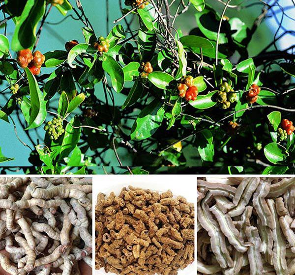 CÂY GIỐNG BA KÍCH TÍM