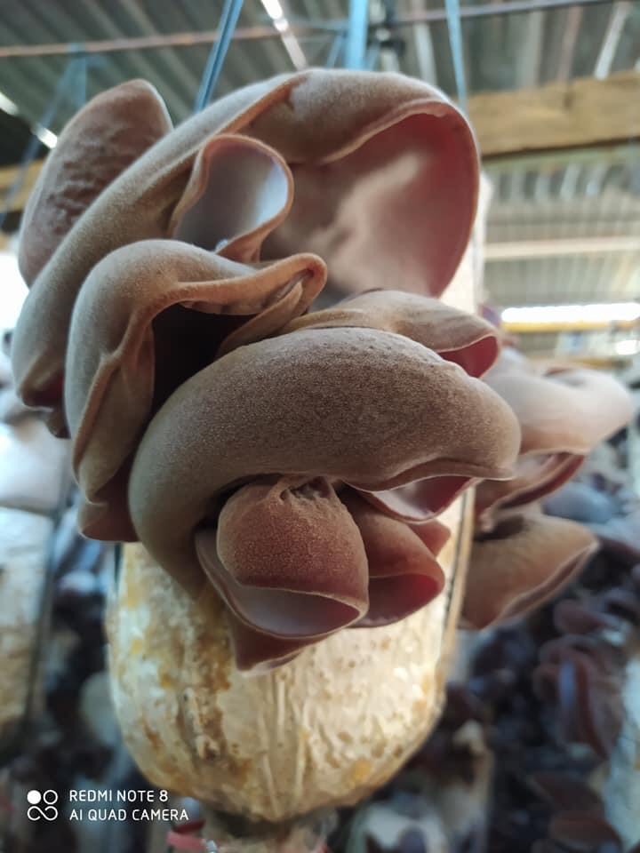 Phôi nấm Mộc nhĩ - (01 kiện 03 bịch)