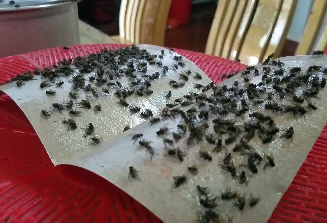 Miếng dán ruồi nhặng