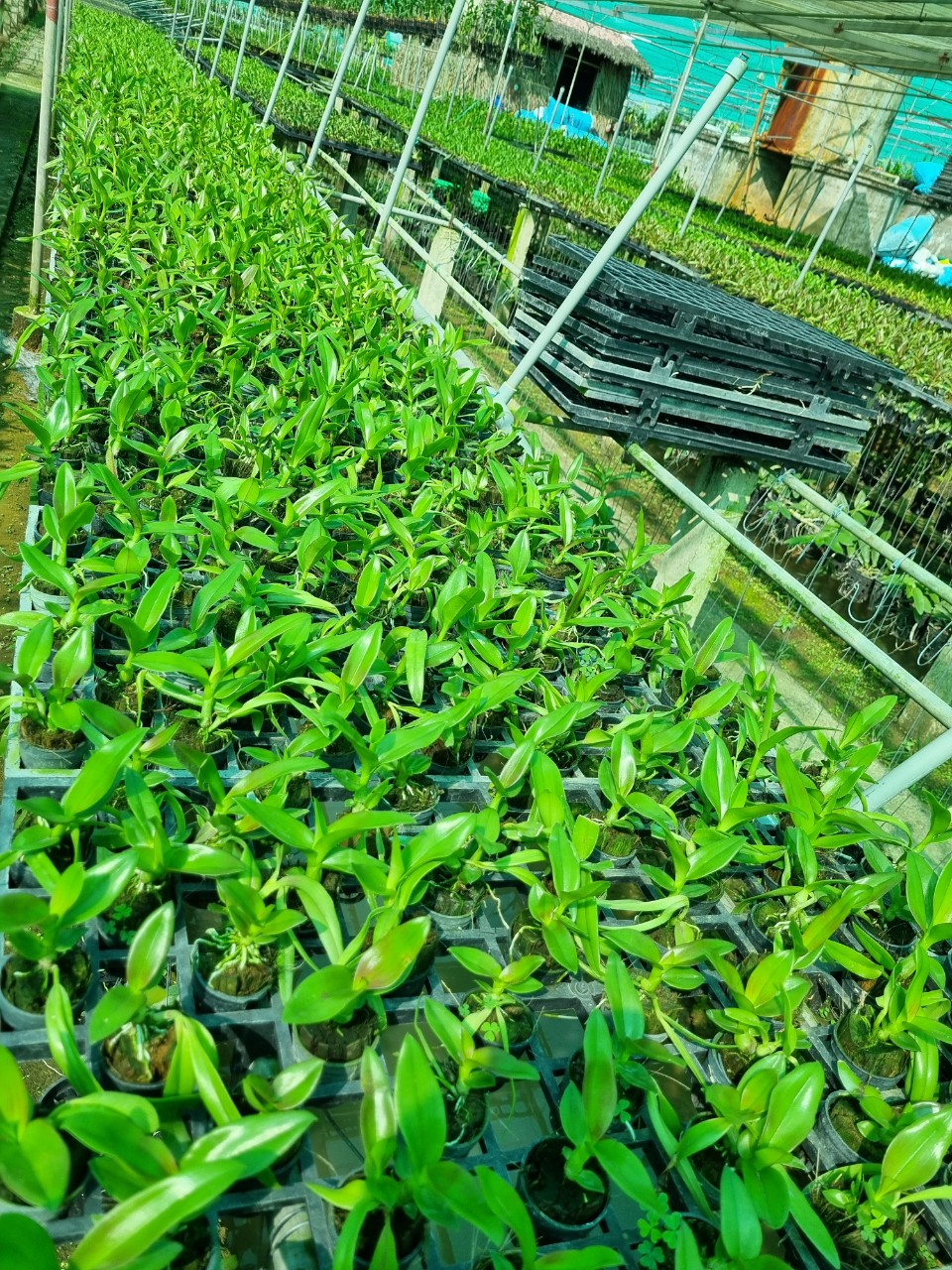 Hoa lan nắng thơm Urawan cây giống Cao 7-12Cm