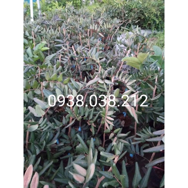 CÂY GIỐNG NHÃN XUỒNG TÍM