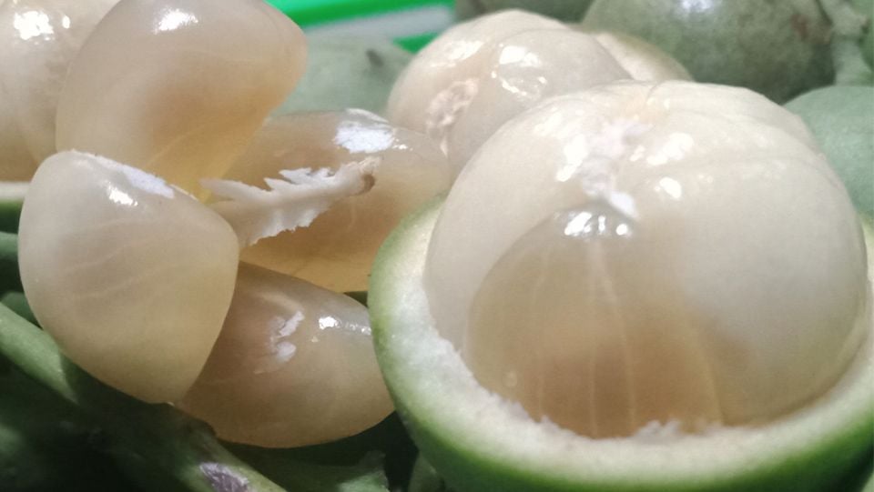 Cây giống dâu da xanh trái tròn