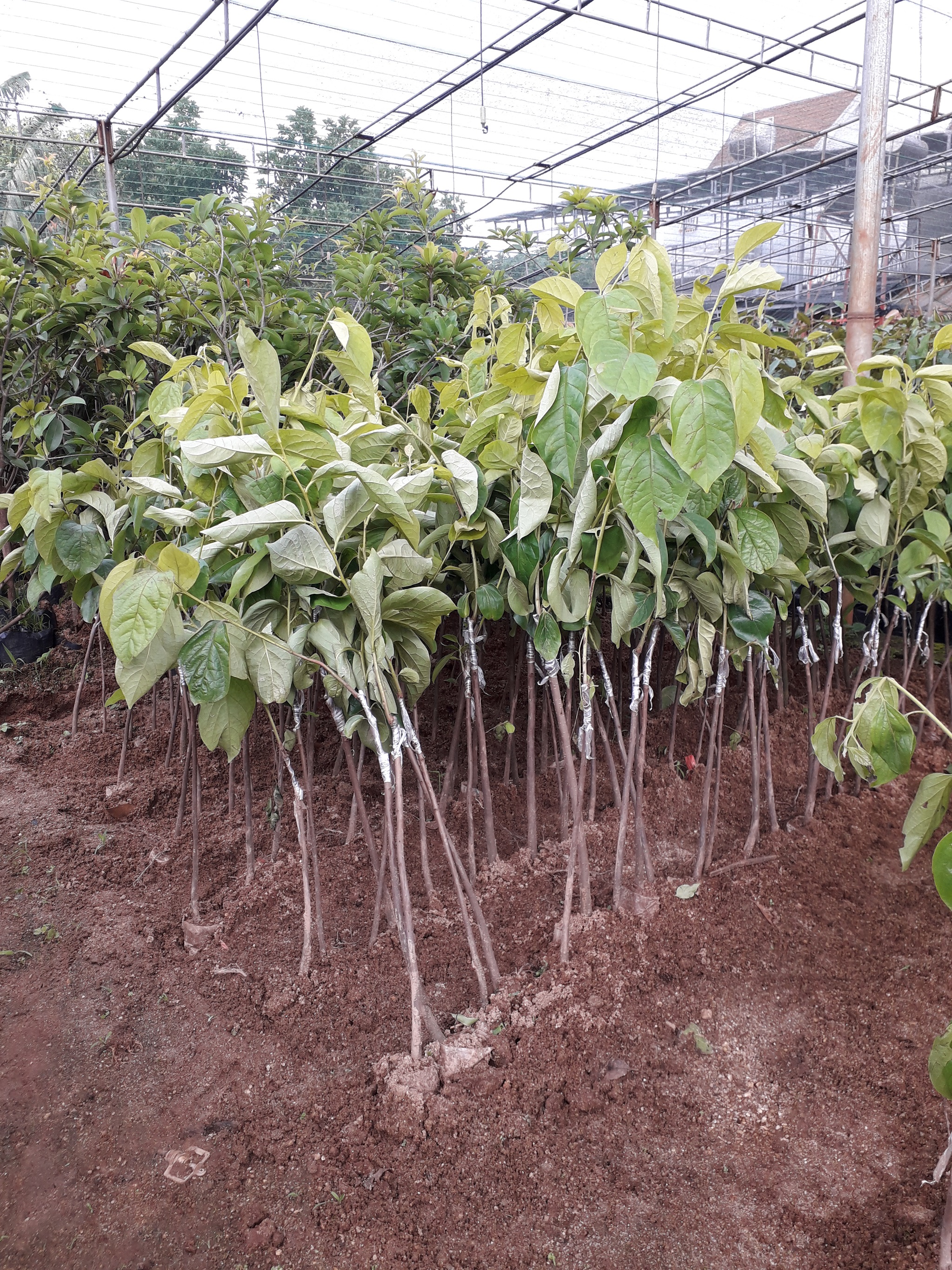 Cây giống Hồng giòn Đà Lạt siêu sớm. [ Bầu đất to, Cây ghép cho quả không hạt ]