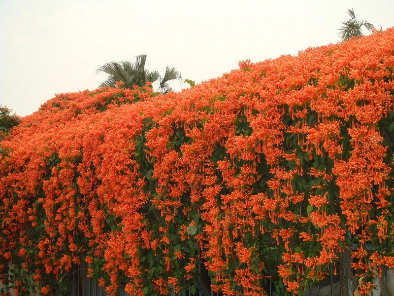 HOA LEO CHÙM ỚT (HOA LEO RẠNG ĐÔNG) - chậu cây lớn