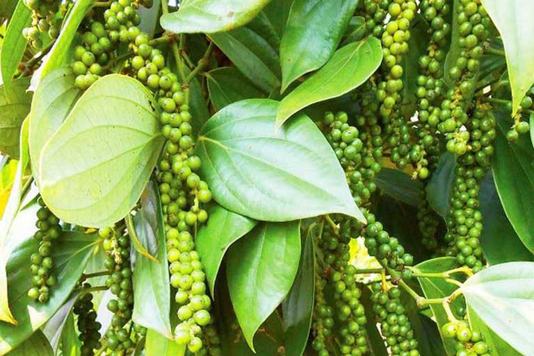 Dây tiêu xanh Giống Srilanka ,hồ tiêu