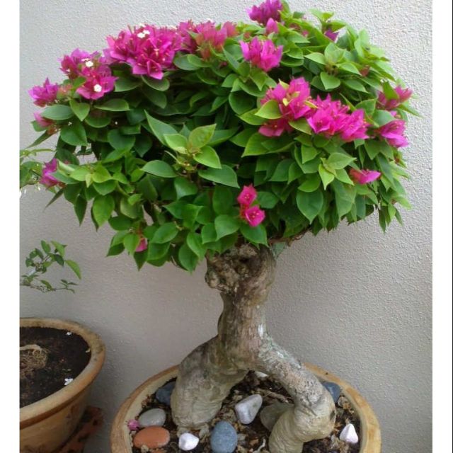 Hoa giấy Mỹ bonsai mini - phôi cây bonsai | Lazada.vn