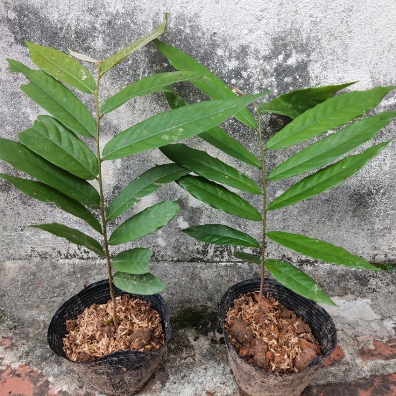 Cây hoa Dẻ thơm, hoa vàng hương vị đặc trưng