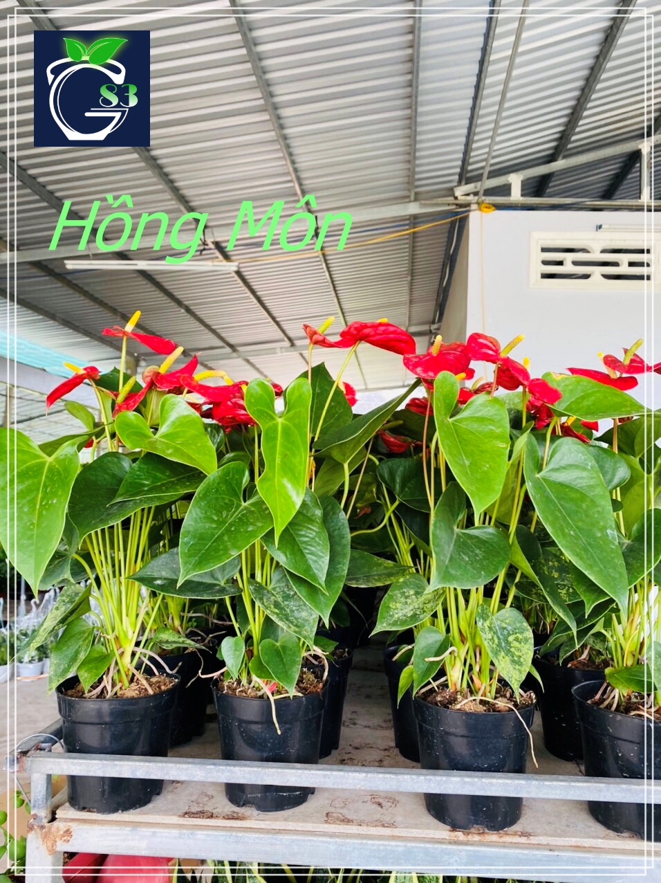 Cây Hồng Môn