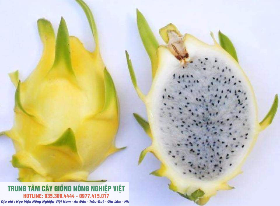 Cây thanh long vỏ vàng giống chuẩn độc lạ