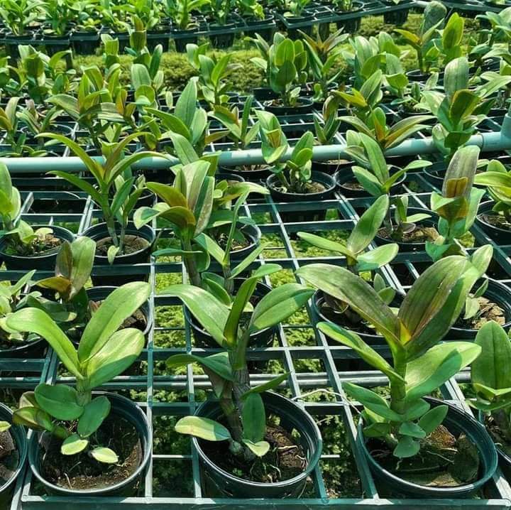 hOA LAN VÀNG ĐỎ XỔ 5%