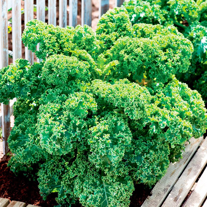 HẠT GIỐNG CẢI KALE XANH GÓI 200 HẠT