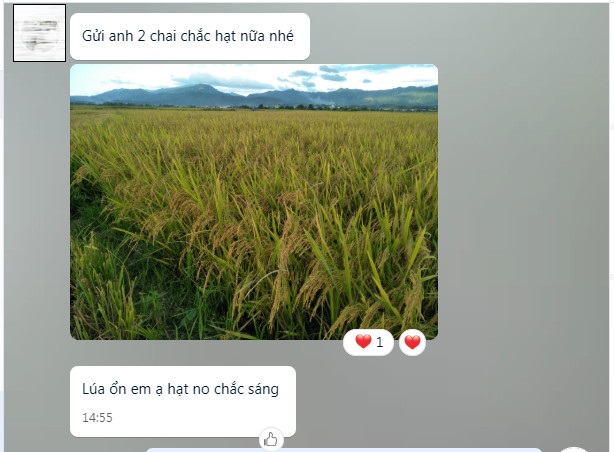 phân bón chắc hạt lúa chai  1L