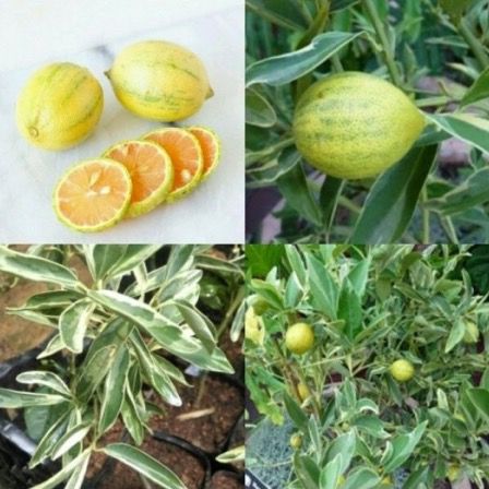 Cây quất cẩm thạch ( tắc cẩm thạch) - cây giống lớn
