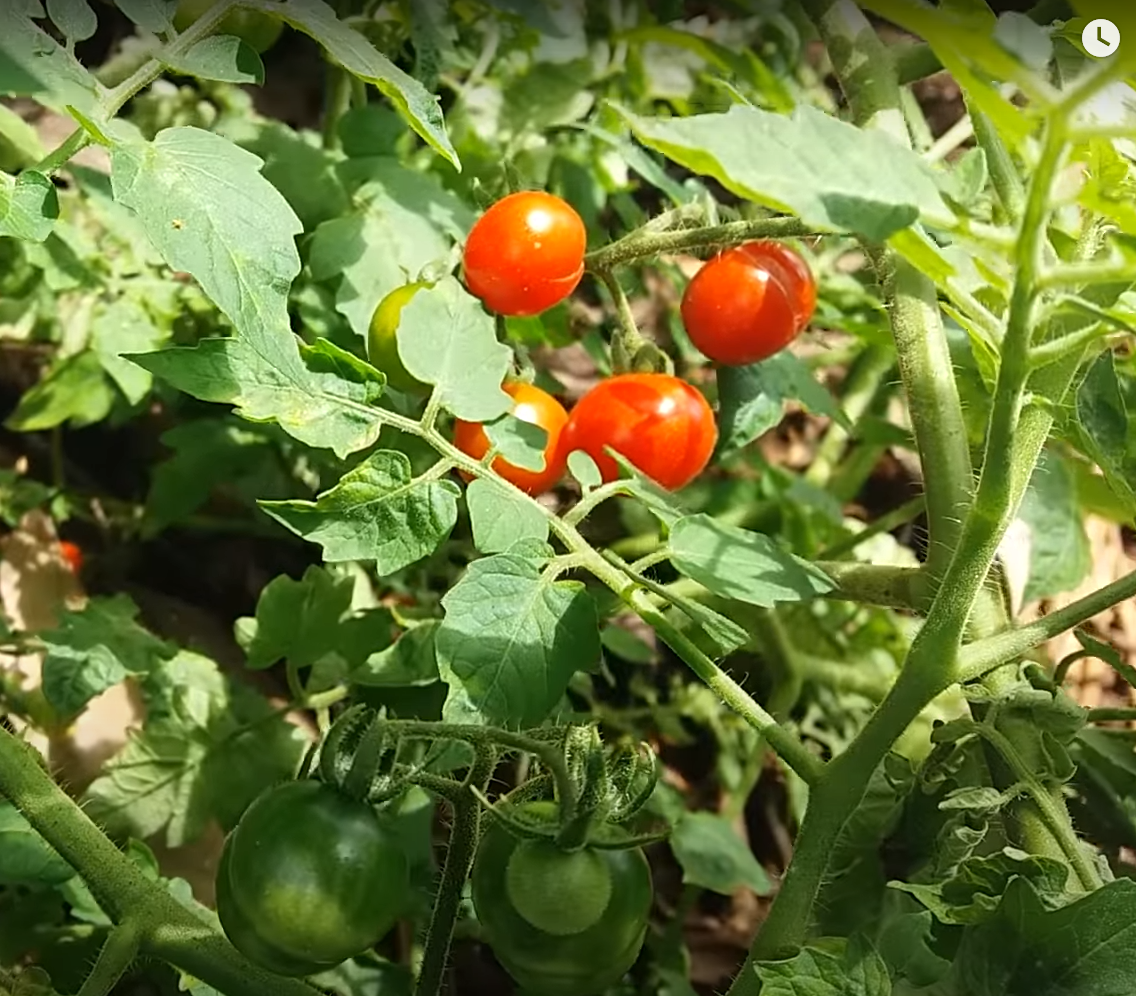 Hạt giống cà chua bi rừng ( cà chua bi dại ) - Gói 20 hạt