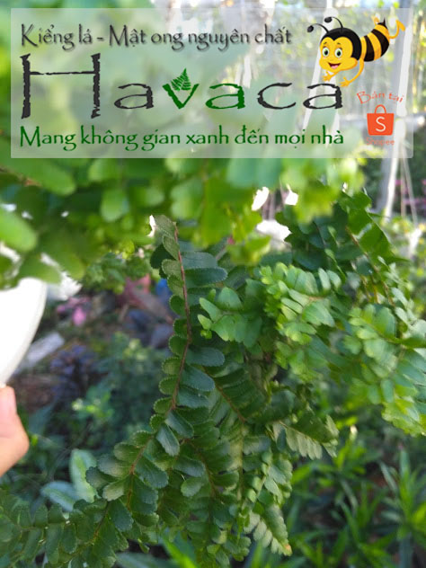 Combo cây trần dương xỉ nữ hoàng và dạ quang