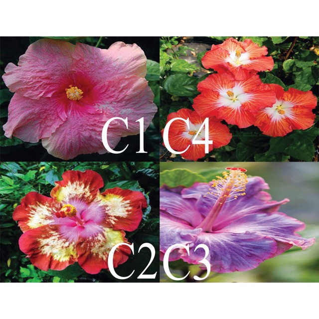 Giant Hibiscus seeds (Special) Lazada PH