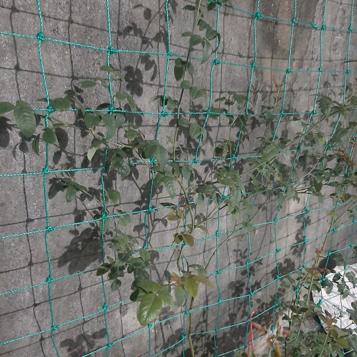 lưới làm giàn cho cây leo kích thước 2m x 4m