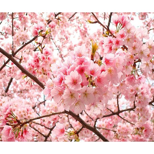 Cây hoa anh đào nhật bản ra hoa quanh năm
