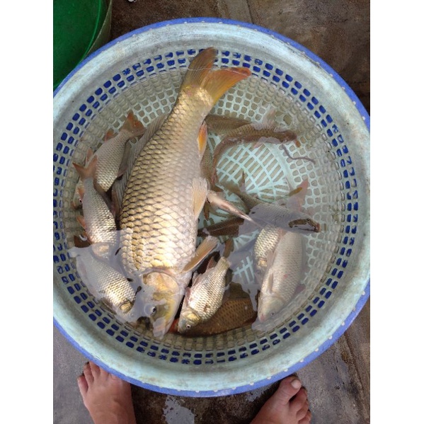 bột trùng quế, bột trùng chỉ chuyên câu chép, diếc, rô phi.