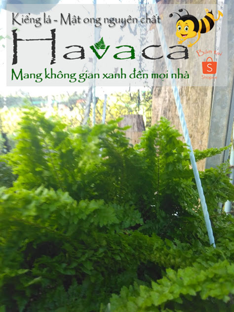 Combo cây trần dương xỉ nữ hoàng và dạ quang