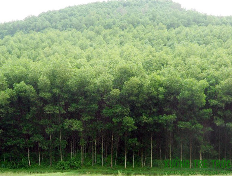 cây giống Keo Lai (tràm lai)