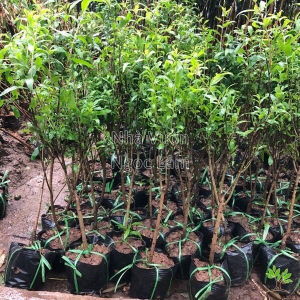 Cây Lựu Tím (Lựu Đen) - Giống cây trồng cây ăn trái