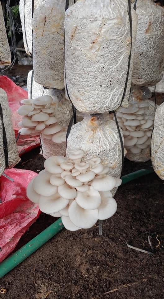 Phôi nấm Sò thái (1 kiện 06 bịch)