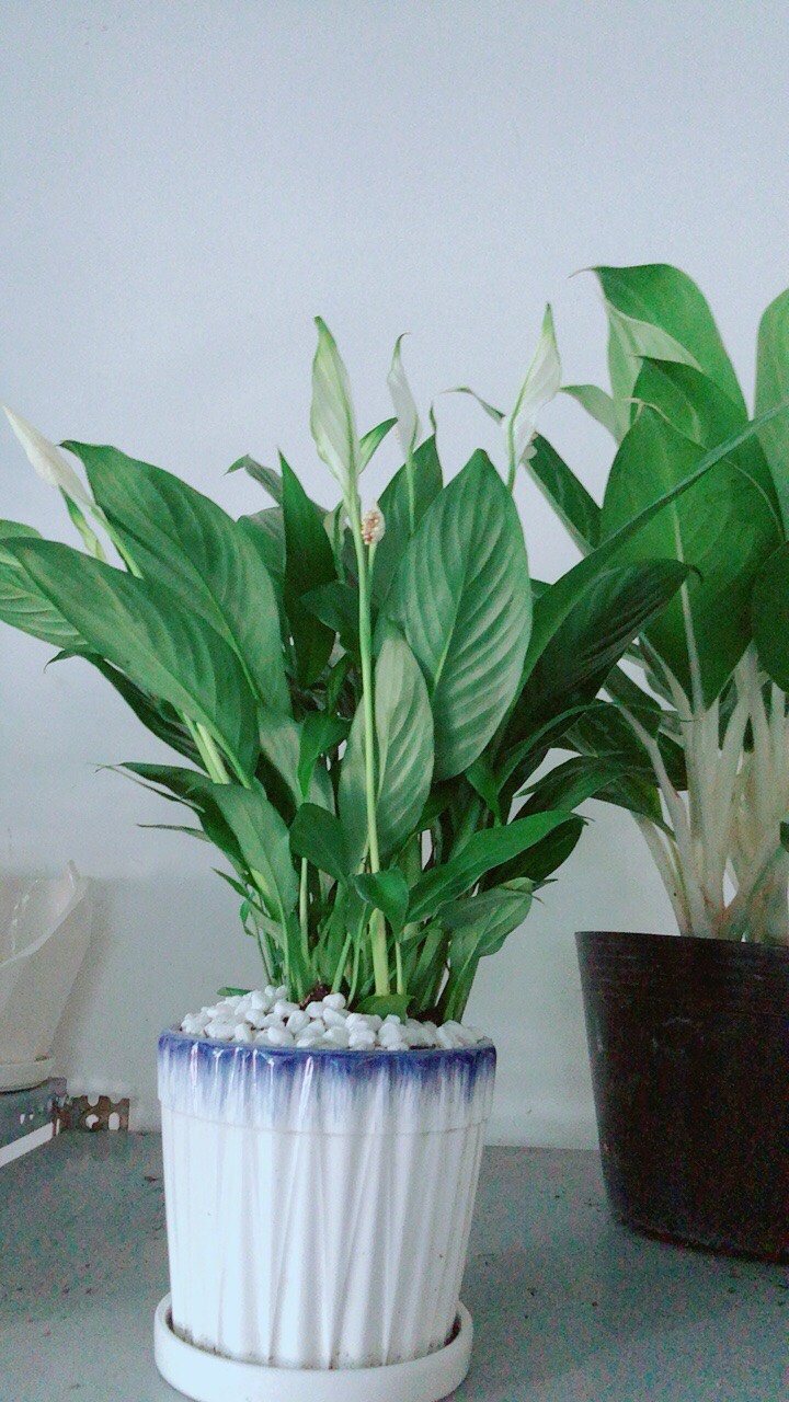 Chậu Cây Lan Ý