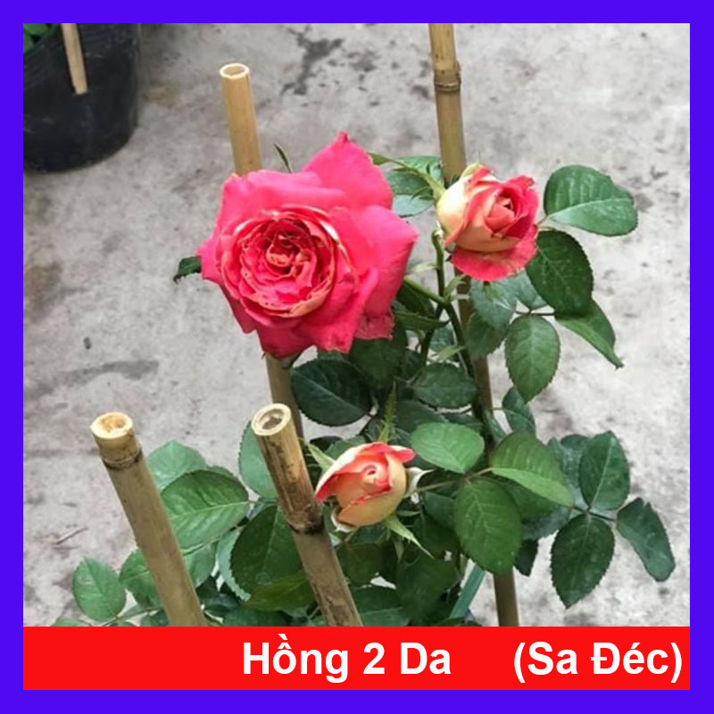 Hồng 2 da sa đéc - cây cảnh để bàn