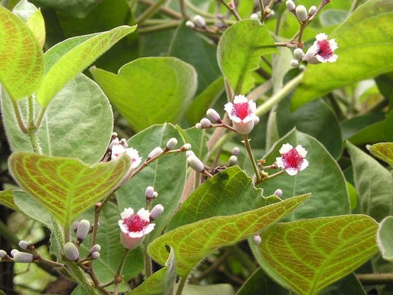 Cây Giống Mơ Lông cây rau mơ
