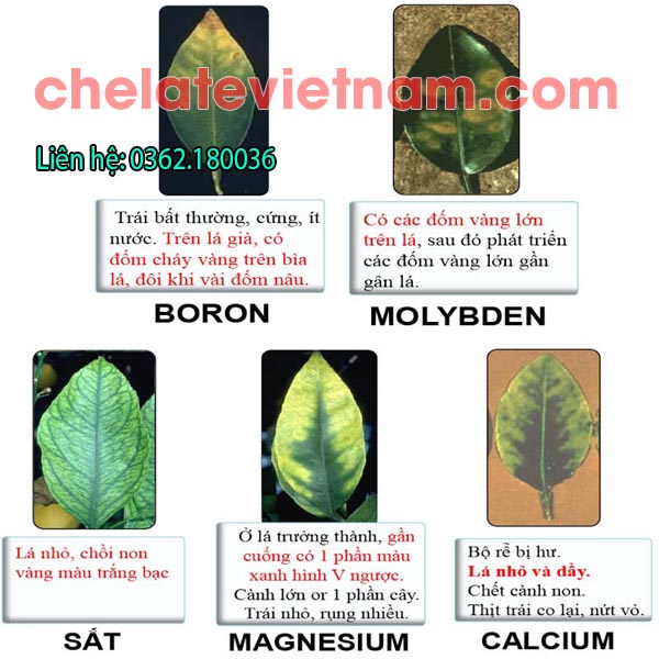 Phân bón vi lượng Combi Chelate 02 (Thiamin, NAA Plus) (100g)