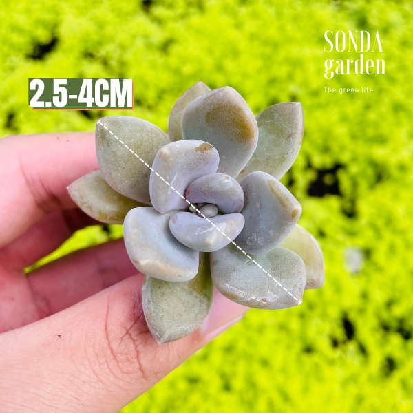 SEN ĐÁ ĐÁ XANH SIZE BÉ SIÊU KHỎE ĐẸP LỖI 1 ĐỔI 1