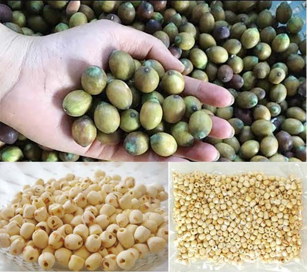 Hạt sen khô Huế loại 1 Thiên Thảo Organic