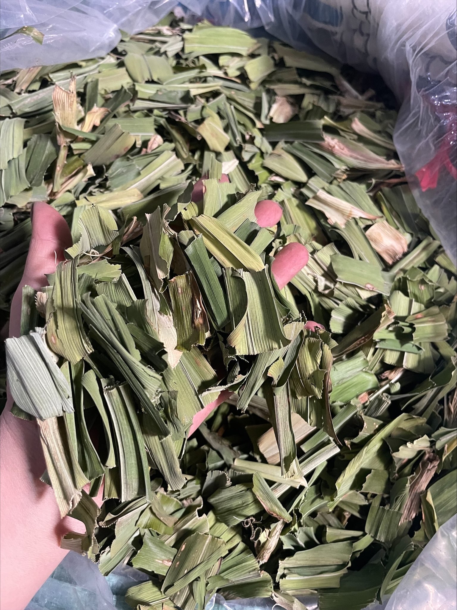 100GR Lá nếp sấy khô ( lá dứa sấy khô)