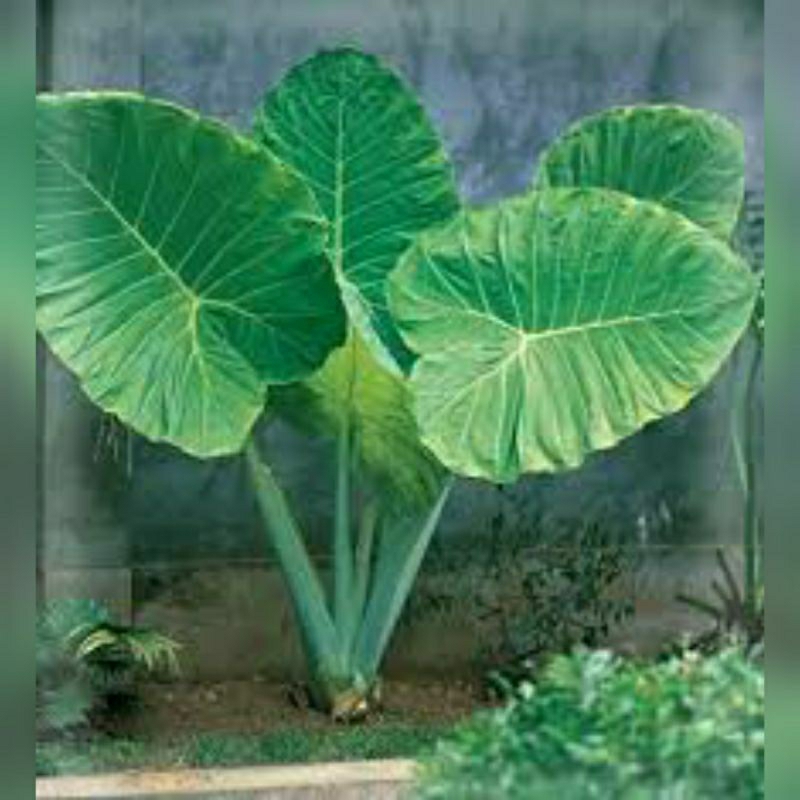 Cây giống Bạc Hà ( Dọc mùng ) #bạchà #bacha #dọcmùng #docmung #caygiongbacha #câygiốngbạchà