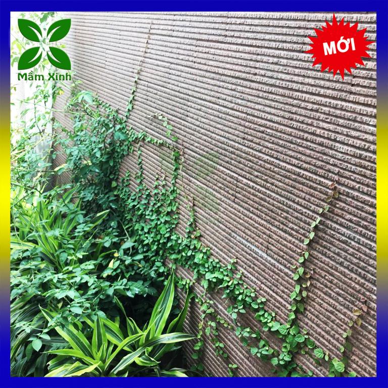Cây Thằn Lằn (Cây Vảy Ốc bám tường) Mầm Xinh