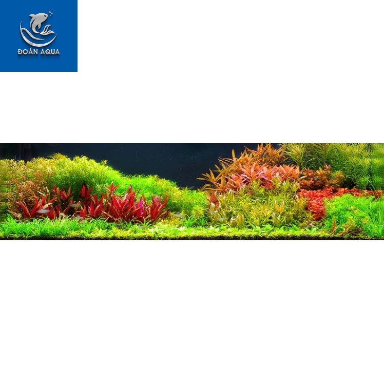 Cây Thủy Sinh Cắt Cắm (Tổng Hợp)