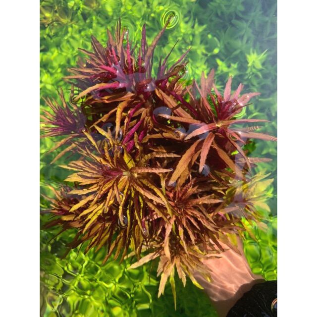 Ngỗ tím .thuỷ sinh (12 ngọn)