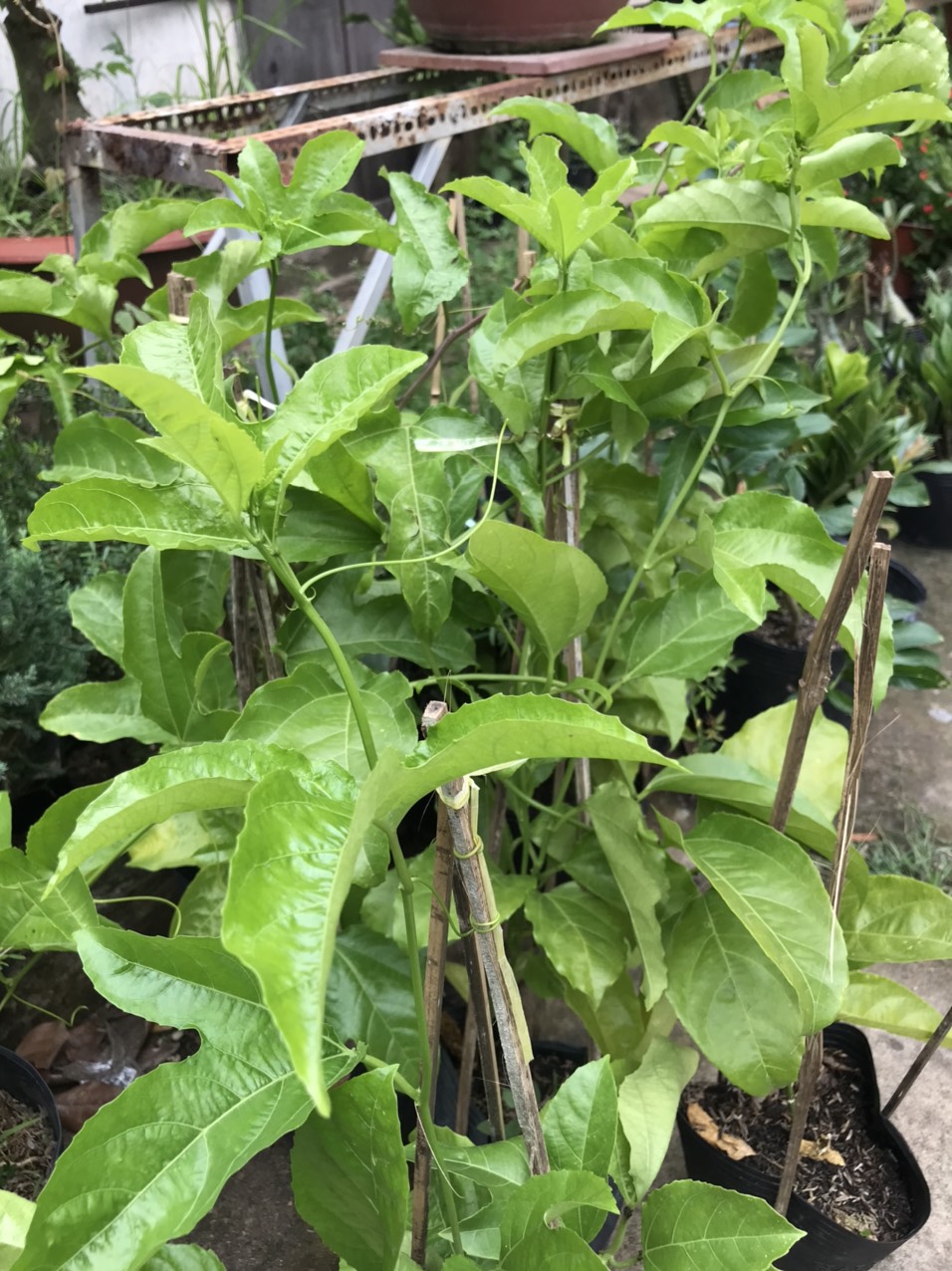 Caykiengsadec Cây chanh dây