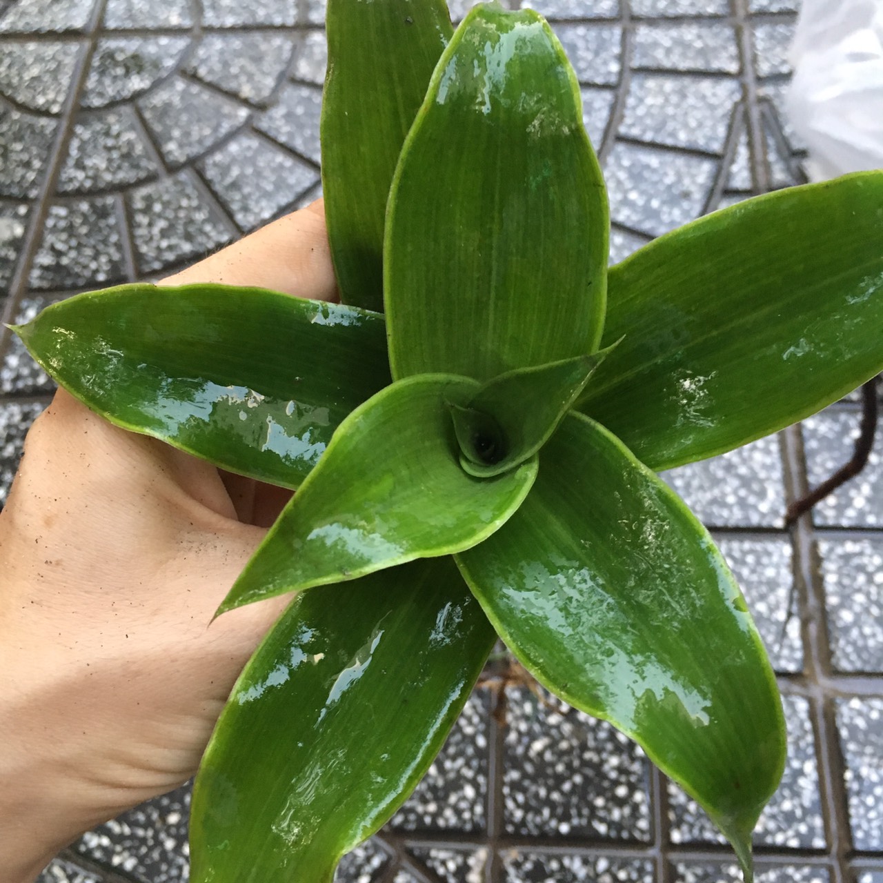 CÂY LƯỢC VÀNG, CÂY LƯỢC NGÀ