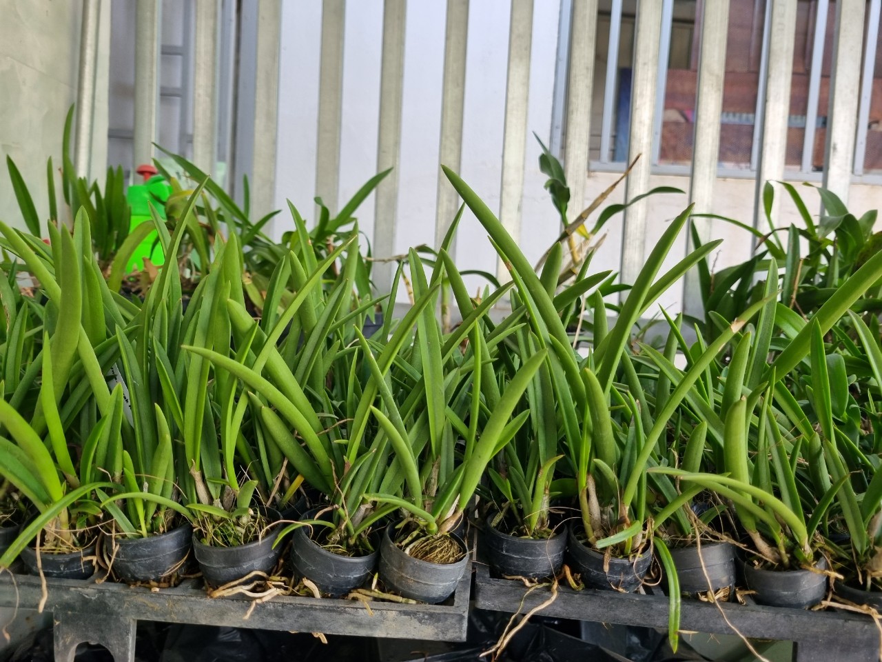 Hoa lan đuôi công cây giống Cao 7-12Cm