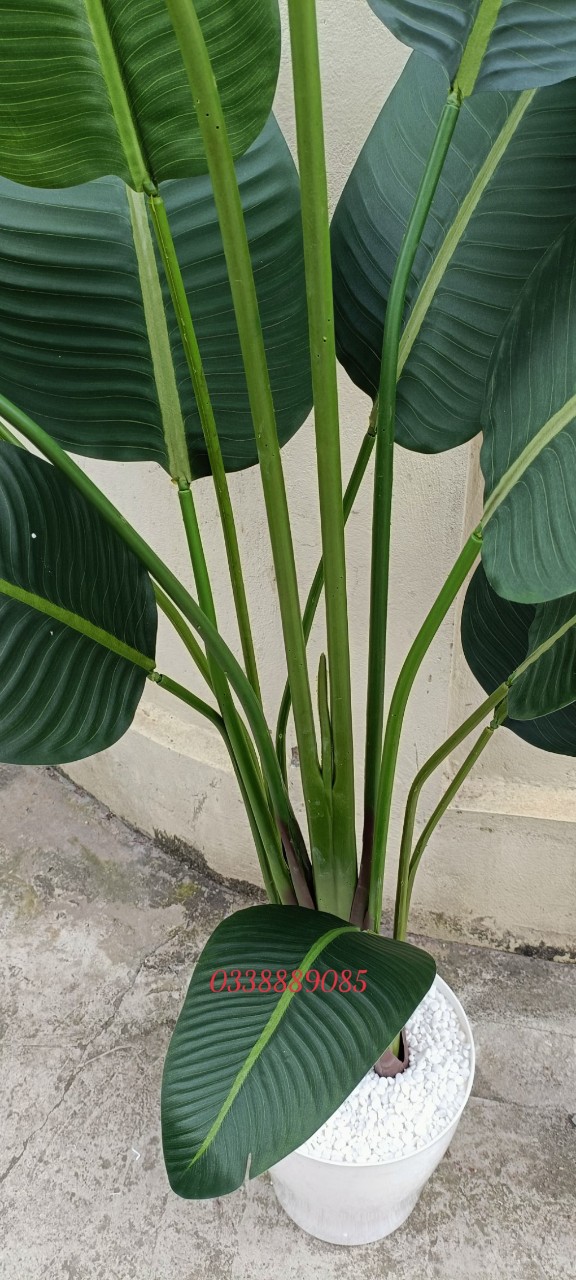 Cây chuối giả 1,8m 13 lá. 1,6m 10 lá, 1,2m 8 lá vải lụa ép nhám mờ hàng đẹp