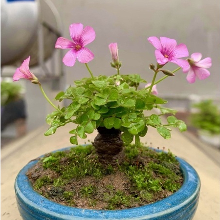 (Size nhỏ) - 1 củ giống me đất - Cỏ ba lá hoa tím [ Cây bonsai, phong thuỷ - Dễ trồng ]