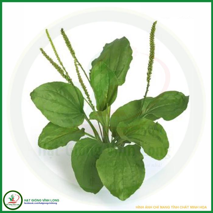 Hạt giống rau Mã đề RD 359 - 1g