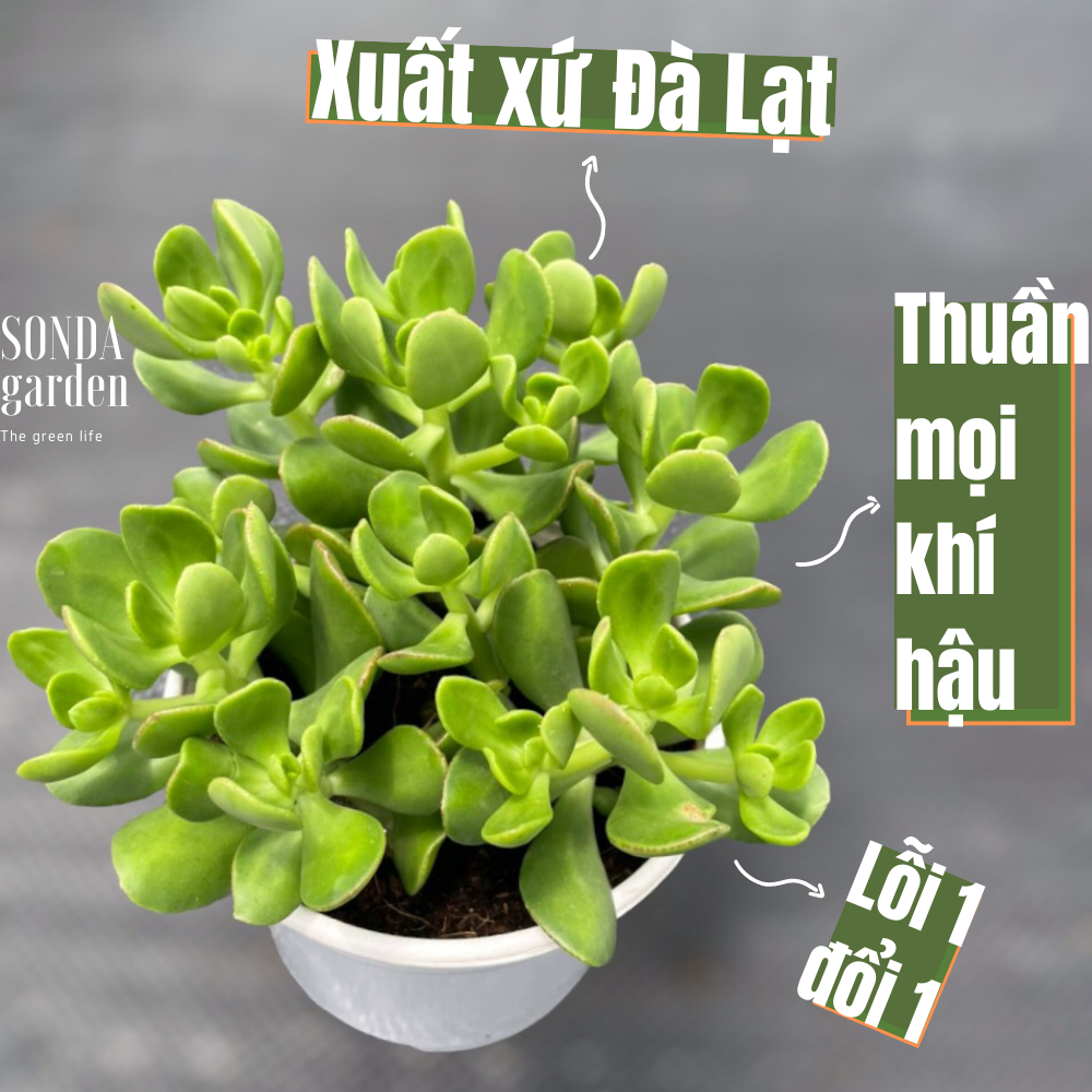 Sen đá thạch bích lá xoăn size trung bình, lỗi 1 đổi 1